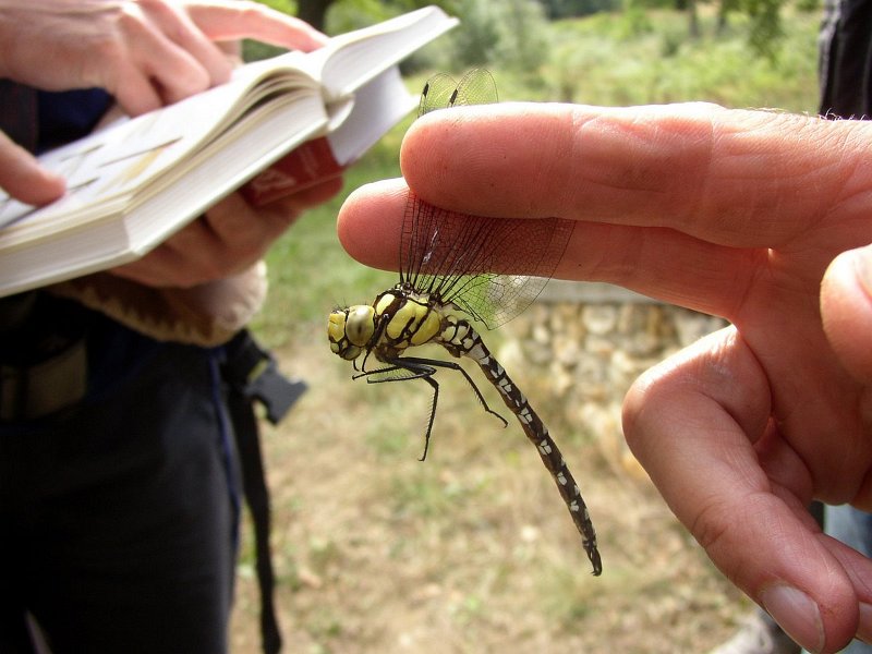 2009-08-Libellules et papillons-Rigoles de St-Hubert